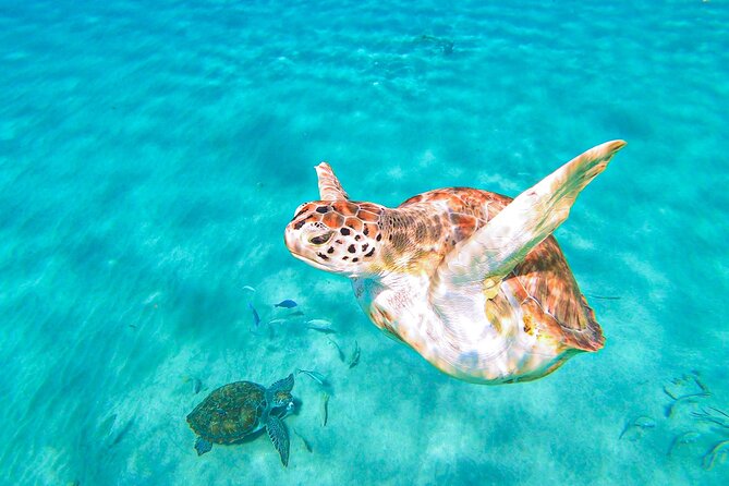 Turtle Swim at TurtleBay visit Flamingos & KnipBeach Safari Truck - The flamingo stop is a bonus, not a promise