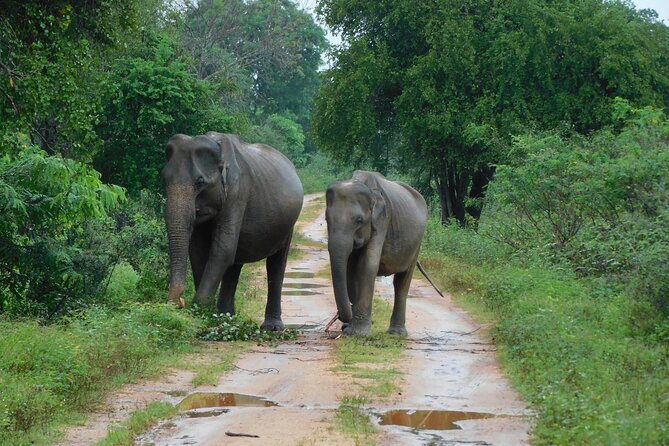 Udawalawa Safari & Elephants Orphanage Tour from Hambantota port - What makes this Hambantota safari worth considering