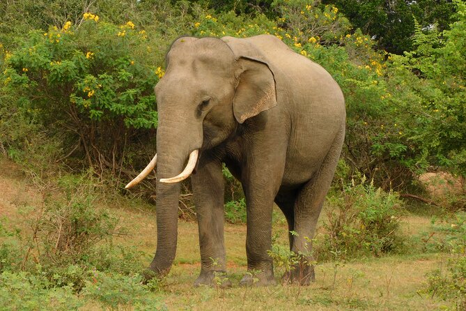 Udawalawa Safari & Elephants Orphanage Tour from Hambantota port - Timing, safety, and port return