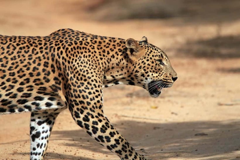 UDAWALAWA SAFARI TOUR from HAMBANTOTA PORT (Shore Excursion) - Why Udawalawe works well as a port excursion