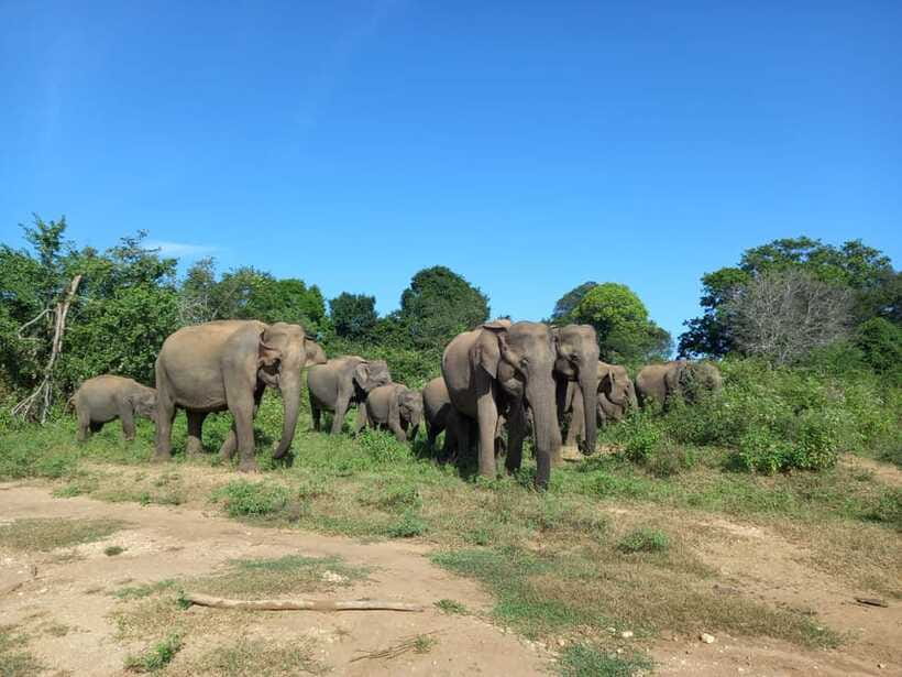 Udawalawe National Park: Elephant Safari with Expert Guide - Four hours inside the park