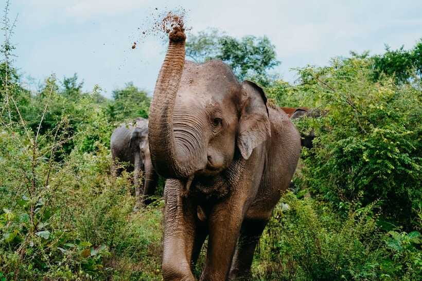 Udawalawe National Park: Elephant Safari with Expert Guide - Cost, value, and what is included