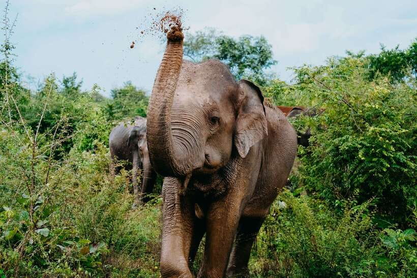 Udawalawe National Park: Elephant Safari with Expert Guide - The early morning pickup and park entrance