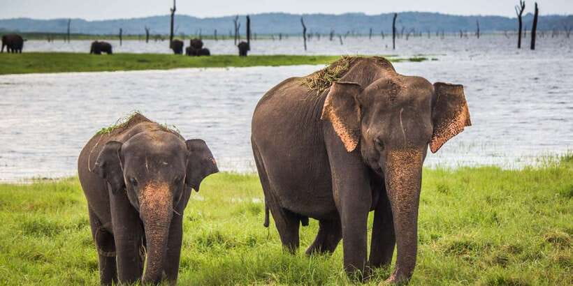 Udawalawe: National Park Safari & Elephant Transit Home Tour - Why Udawalawe works so well for a short safari