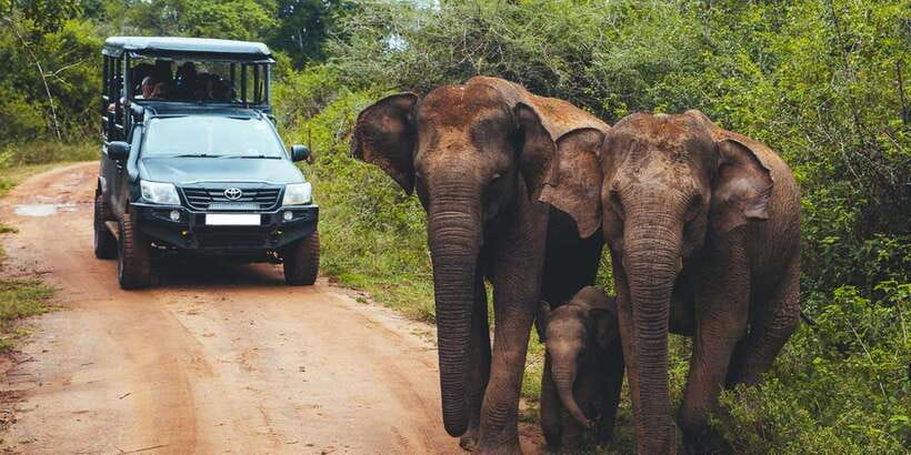 Udawalawe: National Park Safari & Elephant Transit Home Tour - What the $21 price really covers
