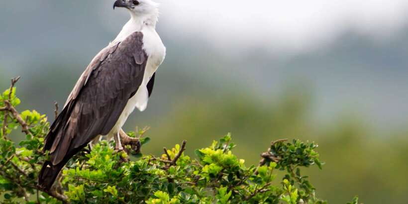 Udawalawe: National Park Safari & Elephant Transit Home Tour - Who will enjoy this safari most