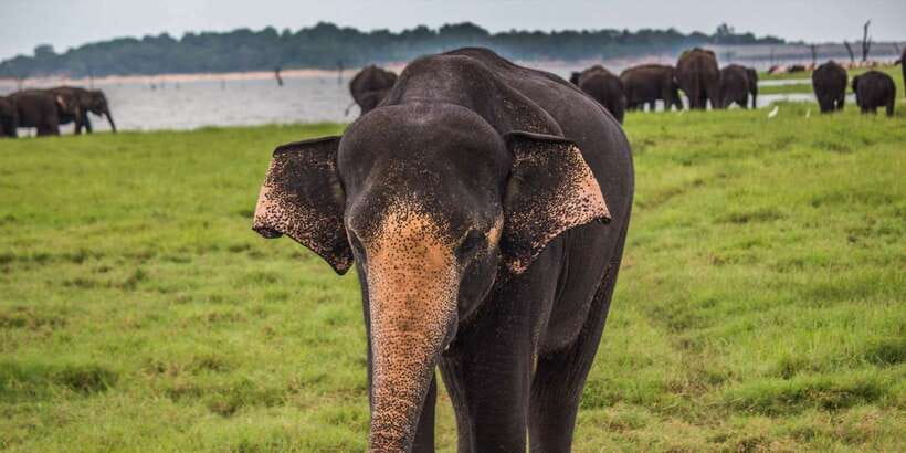 Udawalawe: National park safari & Elephant Transit Home Tour - The four-hour jeep safari
