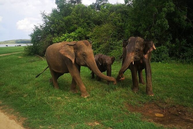 Udawalawe Safari Adventure - Lahiru Prasad and the value of a good driver