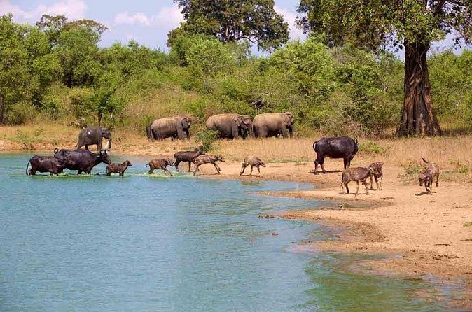 Udawalawe Safari Adventure - What the $18 price really means
