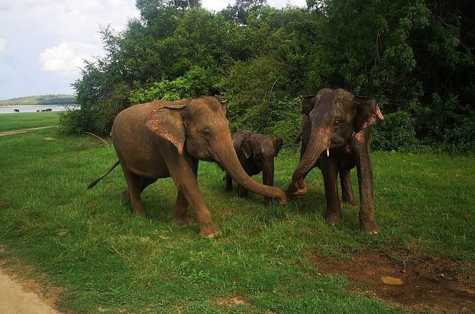 Udawalawe Safari Adventure - Rain, family needs, and comfort