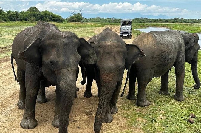 Udawalawe Safari Adventure - Cancellation and booking advice