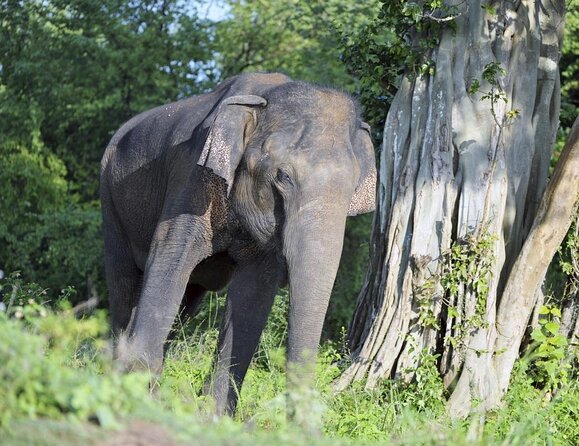 Udawalawe Safari DayTrip frm Bentota/Kalutara/Ahungalla/Hikkaduwa - Key Points to Know Before You Book
