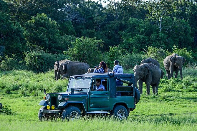 Udawalawe Safari DayTrip frm Bentota/Kalutara/Ahungalla/Hikkaduwa - Choosing Between the 4am, 7am, and 10:30am Starts
