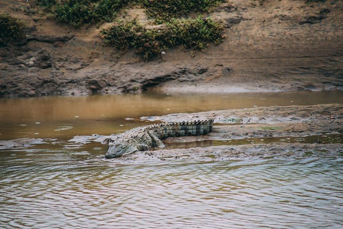 Udawalawe Safari DayTrip frm Bentota/Kalutara/Ahungalla/Hikkaduwa - What the 4.9 Rating Tells You, and What It Does Not
