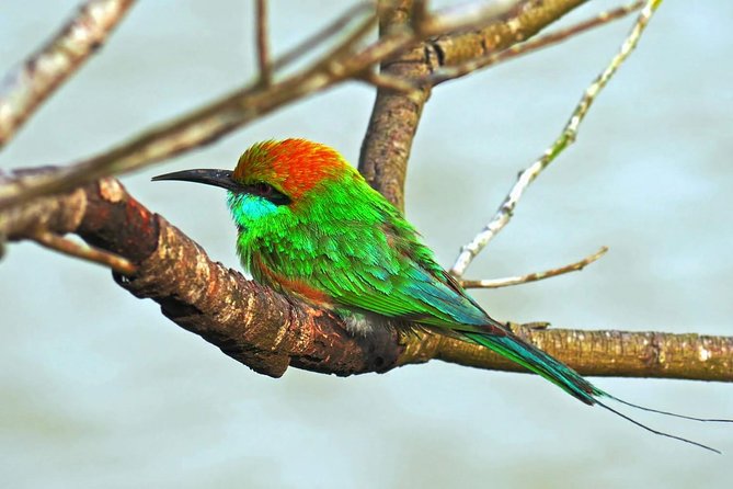 Udawalawe Safari DayTrip frm Bentota/Kalutara/Ahungalla/Hikkaduwa - Who Will Get the Most from This Safari