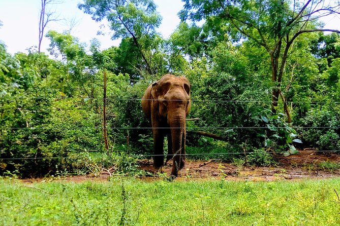 Udawalawe Safari - Private & Customize Tour - Why Udawalawe makes a strong safari choice