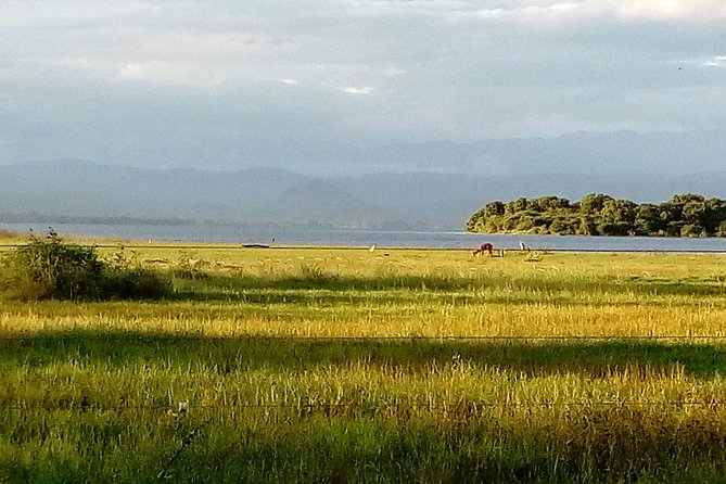 Udawalawe Safari - Private & Customize Tour - What happens at each pickup point