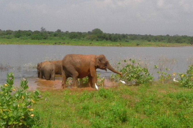 Udawalawe Safari - Private & Customize Tour - The three-hour Jeep safari inside the park
