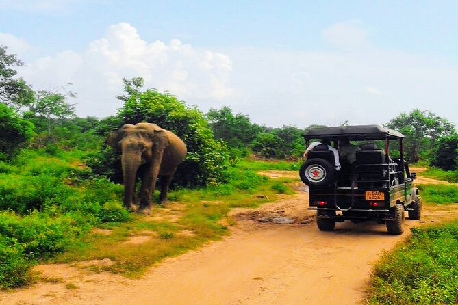 Udawalawe Safari - Private & Customize Tour - Why the guide and driver matter