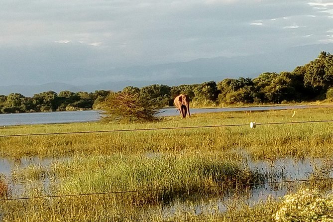 Udawalawe Safari - Private & Customize Tour - Who will get the most from this day