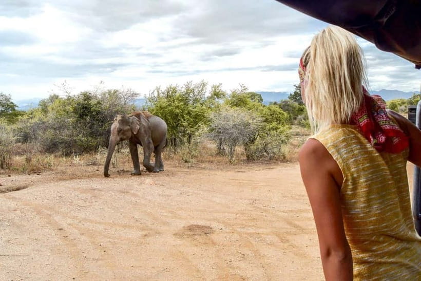 Udawalawe Safari Private Day Trip with Lunch - All Inclusive - Five details that shape the experience