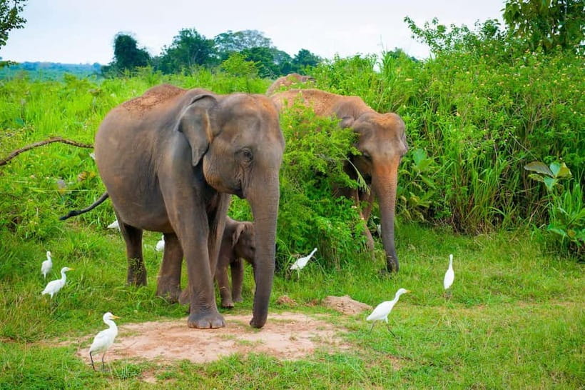 Udawalawe Safari Private Day Trip with Lunch - All Inclusive - The real appeal: elephants without a crowded group