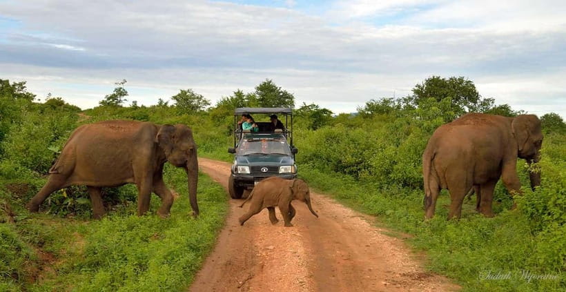 Udawalawe Safari Private Day Trip with Lunch - All Inclusive - From your hotel to the safari jeep