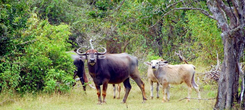 Udawalawe Safari Private Day Trip with Lunch - All Inclusive - Who will enjoy this day most?