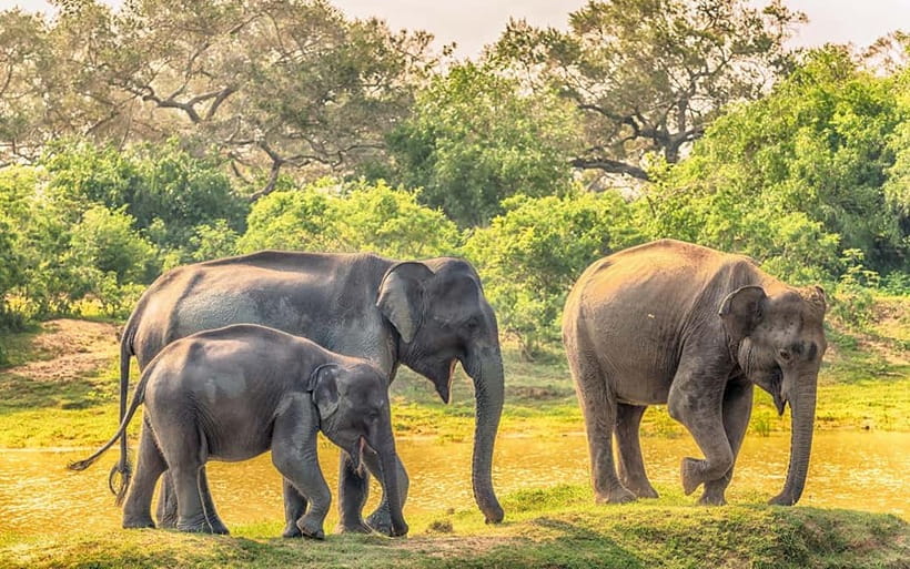 Udawalawe Safari Private Day Trip with Lunch - All Inclusive - Choosing between the 4:00am, 7:00am, and 11:00am starts