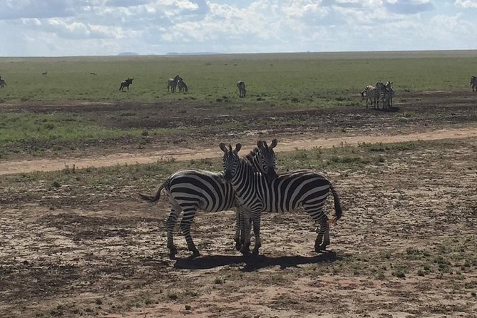 Ultimate Guide For The Best 4-Days Serengeti Safari in Tanzania - Five things to know before you book