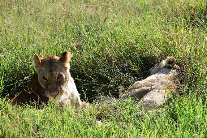 Ultimate Guide For The Best 4-Days Serengeti Safari in Tanzania - Food, water, and daily comfort