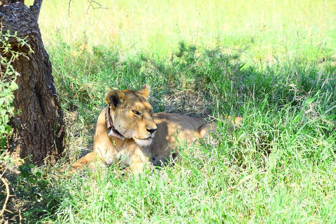 Ultimate Guide For The Best 4-Days Serengeti Safari in Tanzania - How to get the most from your guide