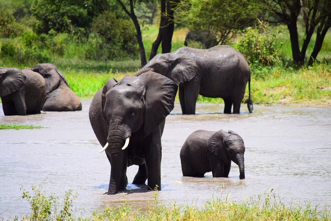 Ultimate Guide For The Best 4-Days Serengeti Safari in Tanzania - Day 2: A full day among Serengeti wildlife
