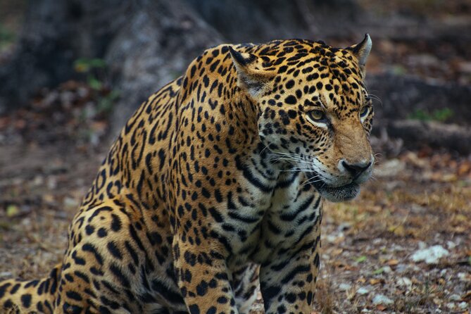 Unforgettable 4 Days Tanzania Private Budget Safari Tour - Five things to know before booking