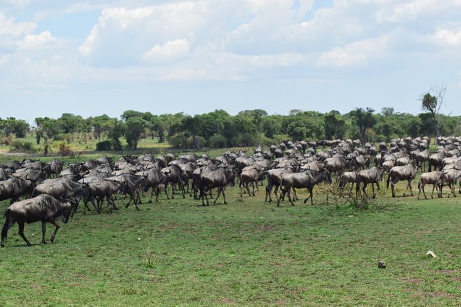 Unforgettable 4 Days Tanzania Private Budget Safari Tour - Day 3: A full Serengeti morning, then Ngorongoro
