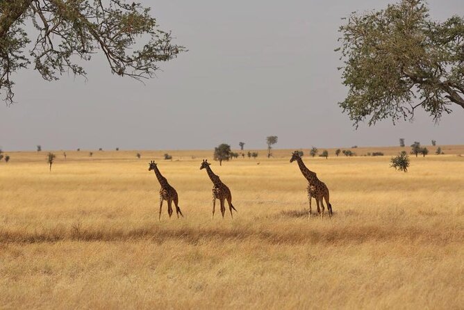 Unforgettable Tanzania Safari And Zanzibar Beach - Day 4: Down into the Ngorongoro Crater