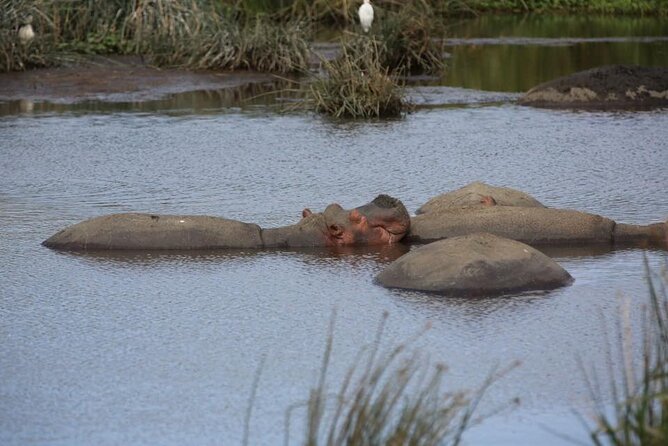 Unforgettable Tanzania Safari And Zanzibar Beach - Days 5 to 7: Three chances to find your Serengeti moment