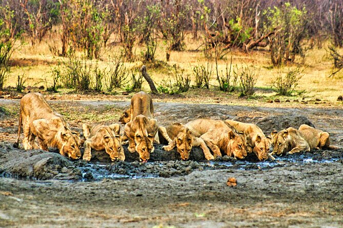 Unique Safari Game Drives in Zambezi National Park, 4 Options - Who will enjoy this three-hour outing?