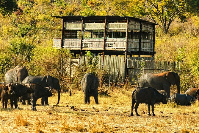 Unique Safari Game Drives in Zambezi National Park, 4 Options - A 6:00 a.m. start and a softer afternoon pace