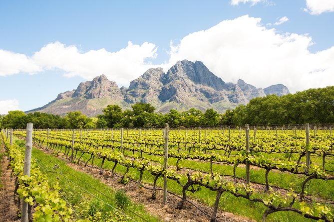 Urban Safari in Cape Town - Why this urban safari is different