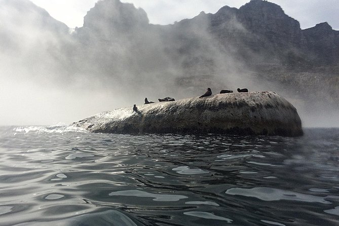 V&A Waterfront Marine Big 5 Ocean Safari - Key things to know before booking