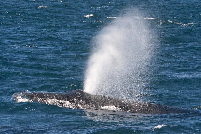 V&A Waterfront Marine Big 5 Ocean Safari - Price, timing, and overall value