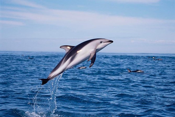 V&A Waterfront Marine Big 5 Ocean Safari - Who will enjoy this ocean safari most