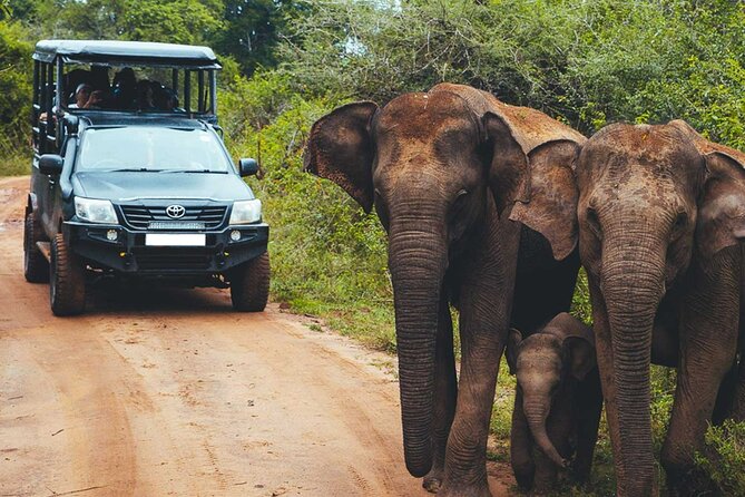 VALUE PACK! One Day Safari Tour to Yala and Udawalawa Parks - Three Hours in Udawalawe National Park