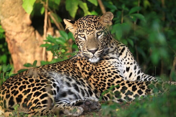 Visiting the Historical Polonnaruwa Ruins and Minneriya Safari - Minneriya or Kaudulla: the wildlife half