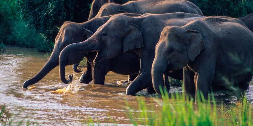 Wasgamuwa: Wasgamuwa National Park Private 3-Hour Safari - Key points to know before you book