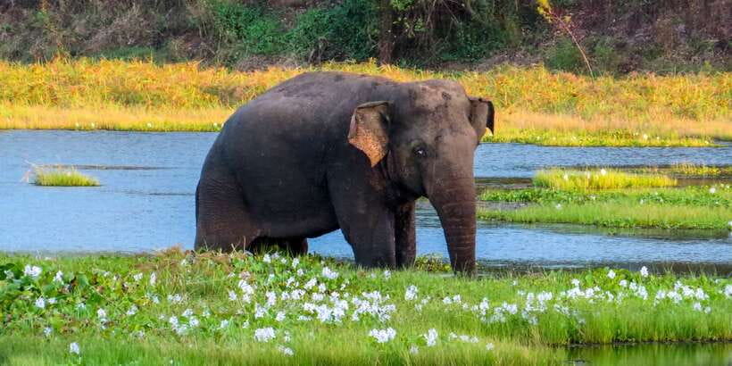 Wasgamuwa: Wasgamuwa National Park Private 3-Hour Safari - Why Wasgamuwa works well near Polonnaruwa