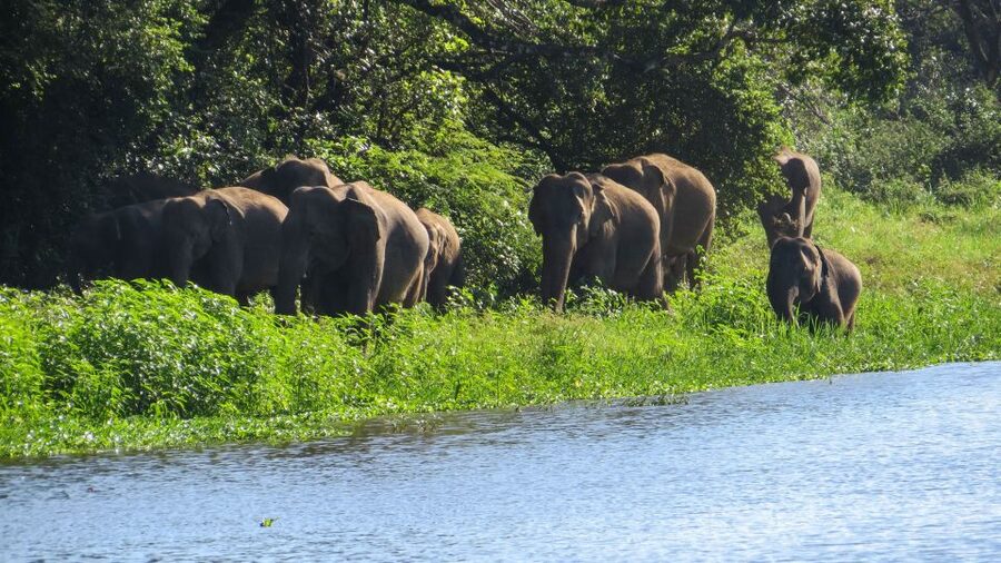 Wasgamuwa: Wasgamuwa National Park Private 3-Hour Safari - Elephants are the reason to choose Wasgamuwa