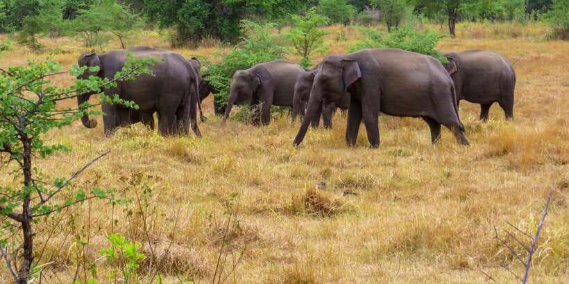 Wasgamuwa: Wasgamuwa National Park Private 3-Hour Safari - Photography from the private 4x4