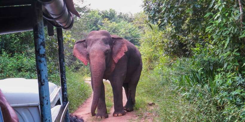 Wasgamuwa: Wasgamuwa National Park Private 3-Hour Safari - Starting at Wasgamuwa National Park Entrance Gate